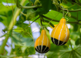 Ornamental gourd or Pumpkin on its tree