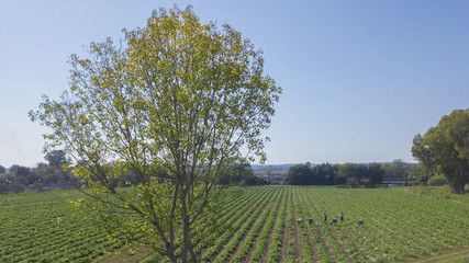 Fototapeta na wymiar Vista aerea di contadini e agricoltori mentre lavorano in un campo coltivato a carciofi tra le campagne italiane