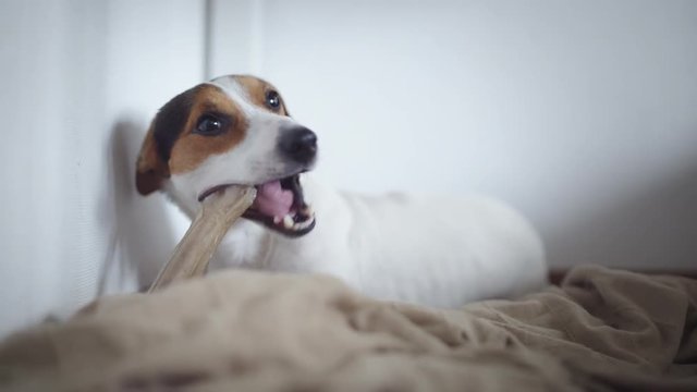 Cute dog breed Jack Russell terier lying on floor and gnaw bone.