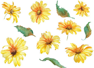 Collection of hand drawn watwrcolor Summer flowers chamomile botany style