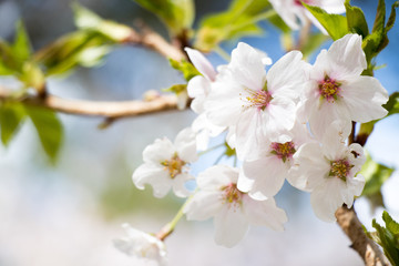 Obraz na płótnie Canvas Closed up of beautiful Sakura (Cherry blossom) flower background