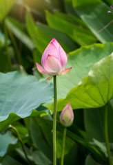 Lotus flower and Lotus flower plants