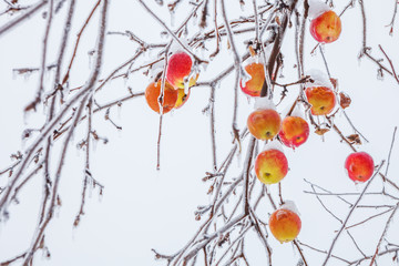 Bright red-yellow apples on an apple tree branch in winter © Тищенко Дмитрий