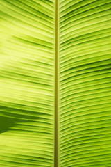 close up green banana leaf texture background