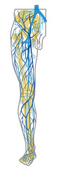 human anatomy. deep and superficial leg veins. vector drawing