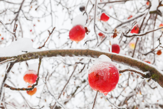 Apple tree branch with bright apples in winter