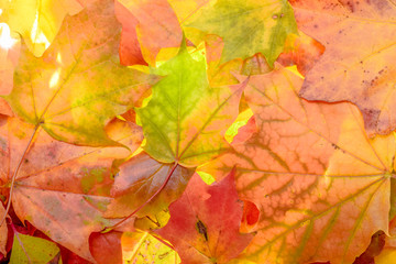 Naklejka na ściany i meble colorful autumn background. red, green and orange autumn leaves.