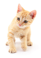 Kitten on white background.