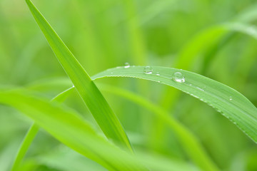 葉の上の水滴