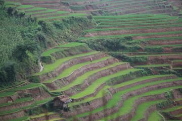 Work in rice field