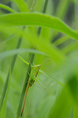 キリギリス　草


