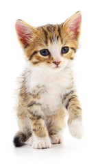 Obraz premium Kitten on white background.