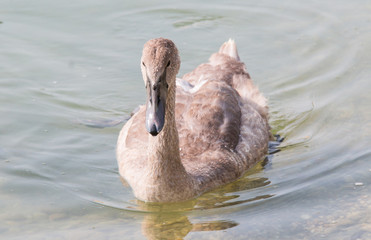 young swan 2