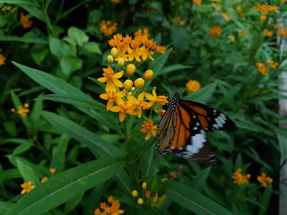 butterfly Monarch, garden and flowers