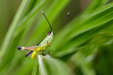 Image of sugarcane white-tipped locust grasshopper (Ceracris fasciata) on green leaves. Insect Animal. Caelifera., Acrididae