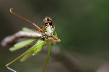 Image of an robber fly(Asilidae) eating grasshopper on nature background. Insect Animal