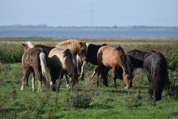 Wild horses grazing in a field of grass in the netherlands