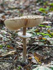 Closeup of single edible parasol mushroom or macrolepiota procera growing on forest ground, Berlin, Germany