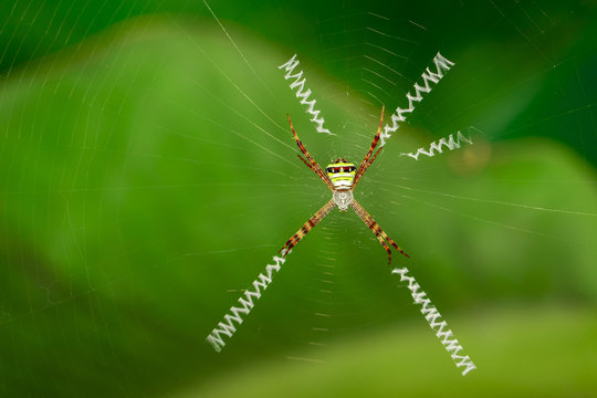 Image of multi-coloured argiope spider (Argiope pulchellla. ) in the net. Insect. Animal
