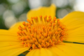 yellow flower 