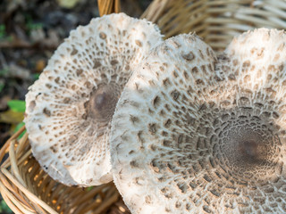 Closeup of collected edible parasol mushrooms or macrolepiota procera outdoors in basket, Berlin, Germany