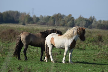 Naklejka na ściany i meble Wild horses grazing in a field of grass in the netherlands