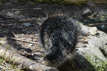 Porcupine