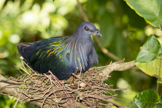 Image of nicobar pigeon on nature background. Bird,  Animals.