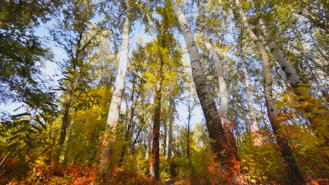 Autumn forrest road with vivid colorful trees fall season nature red, yellow leaves outdoor landscape park