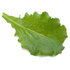 Close up studio shot of fresh green endive salad leaf isolated on white background.
