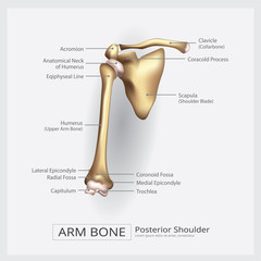 Shoulder Arm Bone Vector Illustration