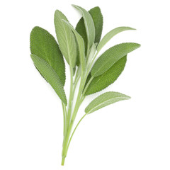 Obraz premium Sage herb leaves bouquet isolated on white background cutout. Top view.