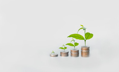 Fototapeta na wymiar stack of coins growing up like plant , investment concept