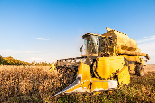 Harvesting of soybean field with combine harvester.