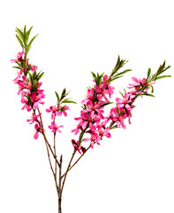 Pink peach flower isolated on white background