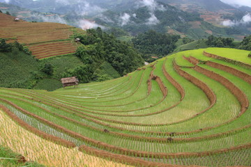 Fototapeta premium Terraced Rice Fields of Mu Cang Chai, Vietnam