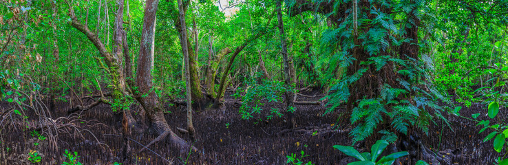 Mangrovenwald auf Carp Island