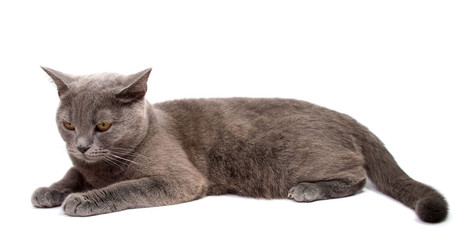 Gray cat isolated on a white background