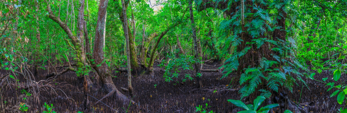 Fototapeta Mangrovenwald auf Carp Island