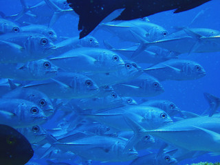 Fischschwarm im Riff vor Palau