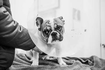A french bulldog puppy with a cone around his neck at the veterinarian.
