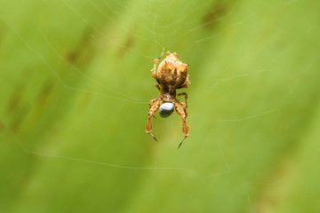 Spider on web eatting