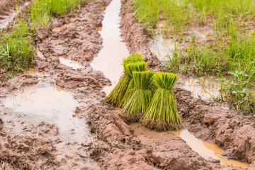 The rice sprout stacks ready to be planted.