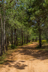 Dirty Road in Pine Forest in Aljezur