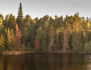 autumn wood is reflected in the river
