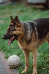 German Shepherd