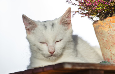 Small white cat sleeping beside plant