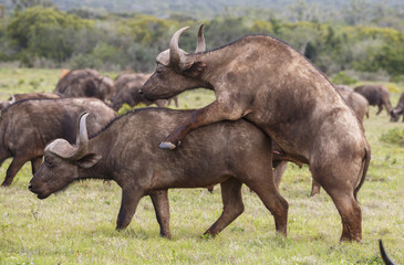 Cape Buffalo Mating Attempt