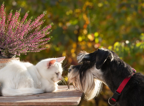 Dog Smelling Little White Cat