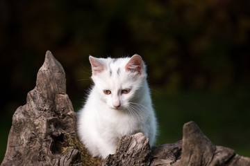 Small white cat on stump